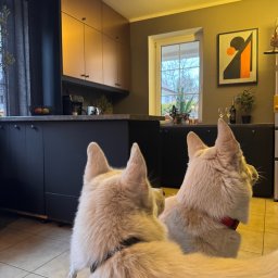 Kuchnia z metalizowanymi frontami - miedź.