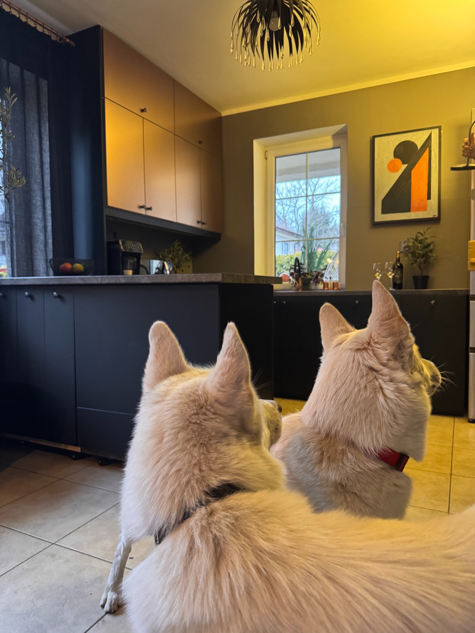 Nowoczesna kuchnia z metalizowanymi frontami w odcieniach miedzi, widziana zza dwóch psów rasy husky. W tle okno i minimalistyczny obraz na ścianie.