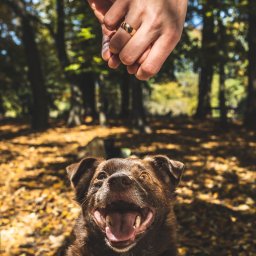 Photostories - Uśmiechnięty pies z żółtą obrożą spogląda w górę na splecione dłonie pary z obrączką na palcu, jesienne liście w tle, ciepłe światło.