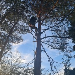 Wycinka drzew Gorzów Wielkopolski 4