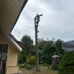 Krzysztof Fesztyński - Arborysta w uprzęży, na pniu po wycince drzewa w ogrodzie. Widoczny dom z jasną elewacją i zielone drzewa w tle. Bezpieczeństwo pracy na wysokości.
