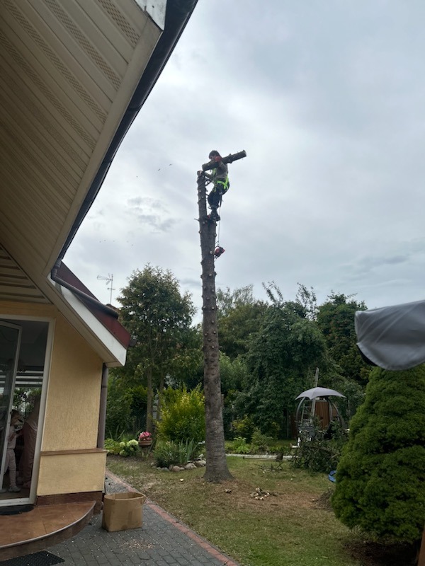 Arborysta w uprzęży, na pniu po wycince drzewa w ogrodzie. Widoczny dom z jasną elewacją i zielone drzewa w tle. Bezpieczeństwo pracy na wysokości.