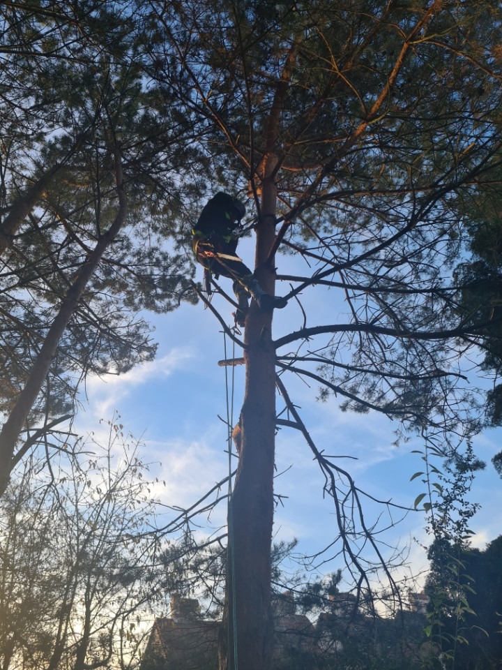 Arborysta w uprzęży, w trakcie pracy na wysokiej sośnie, na tle błękitnego nieba z chmurami. Widok z dołu, drzewa w tle.