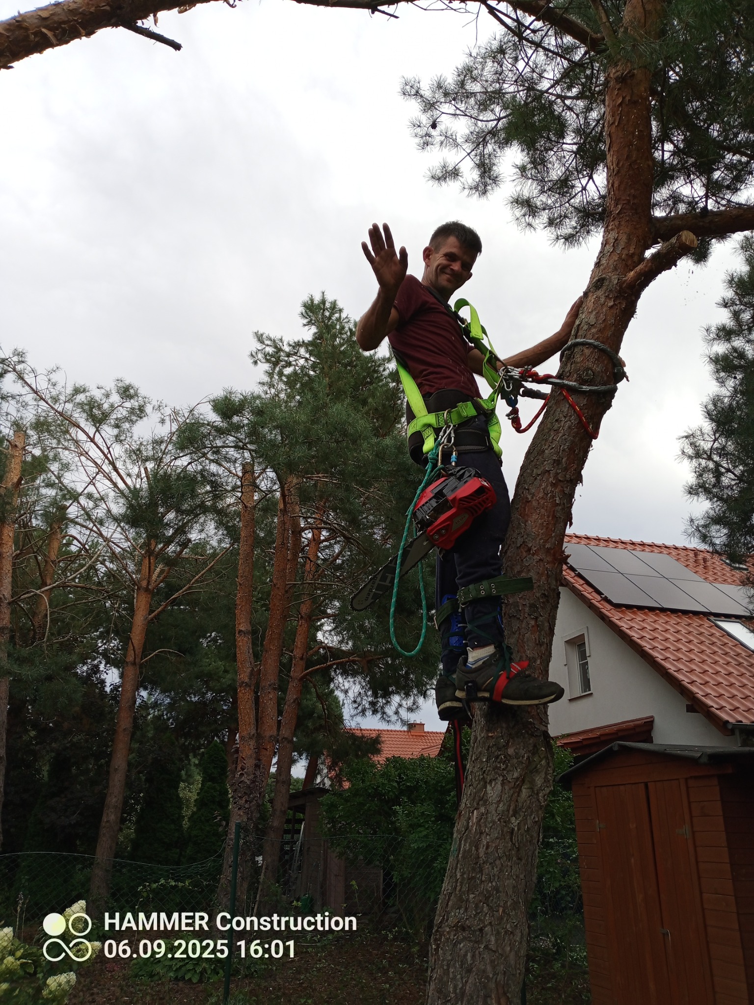 Arborysta w uprzęży, z piłą, na sośnie, macha ręką. W tle dom z panelami słonecznymi i inne drzewa. Widok z dołu, pochmurne niebo.