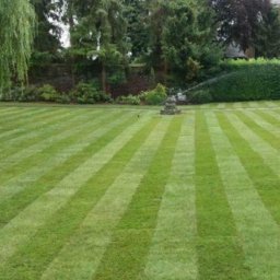 Wycinka drzew Brzeszcze 3