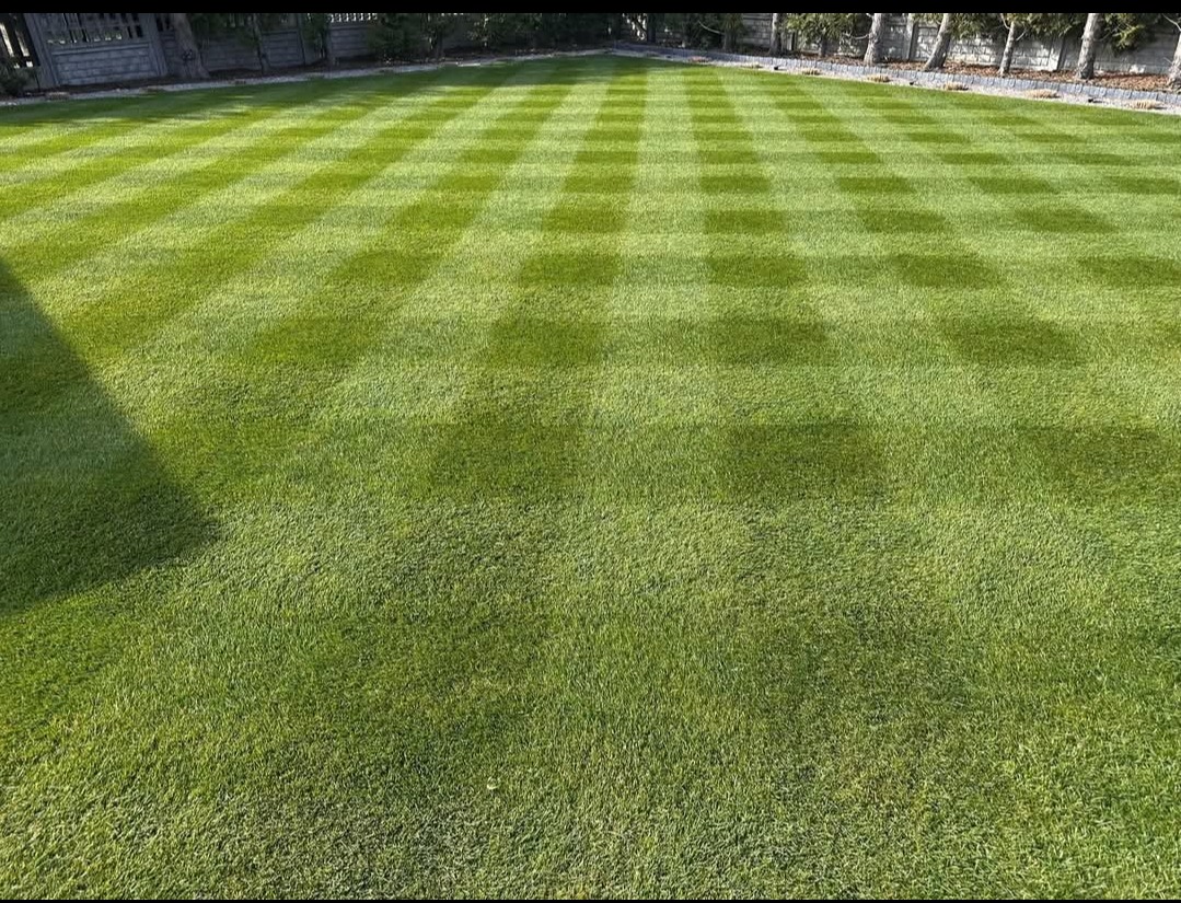 Perfekcyjnie skoszony trawnik z wzorem w pasy, tworzącym efekt szachownicy. Krótko przystrzyżona, soczysta zieleń, równomierne oświetlenie, widok z perspektywy ziemi.