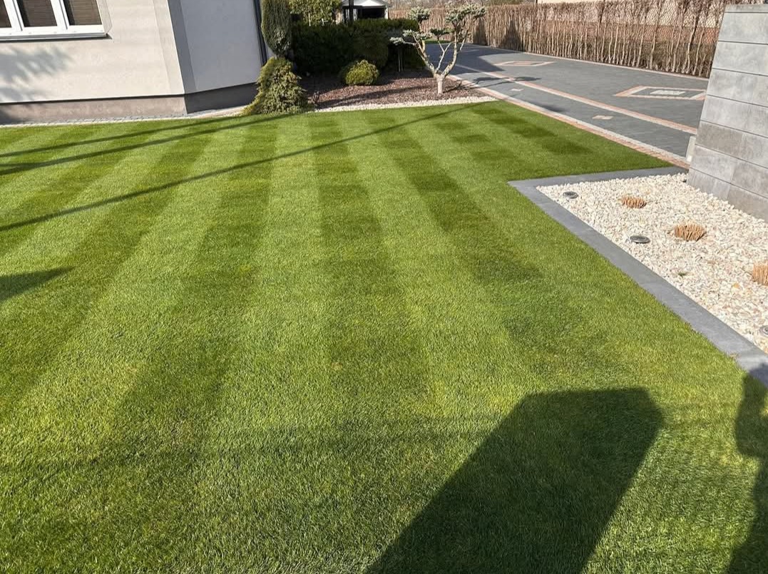 Perfekcyjnie skoszony trawnik z wyraźnymi pasami, graniczący z ozdobnym kamiennym rabatem i nowoczesnym budynkiem. Widoczne krzewy i drzewko bonsai w tle.