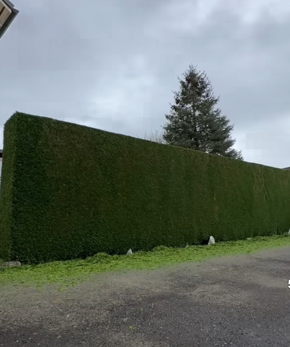 Wysoki, równo przycięty żywopłot z zielonych krzewów, z widocznymi śladami koszenia trawy u podstawy. W tle drzewo iglaste i pochmurne niebo.