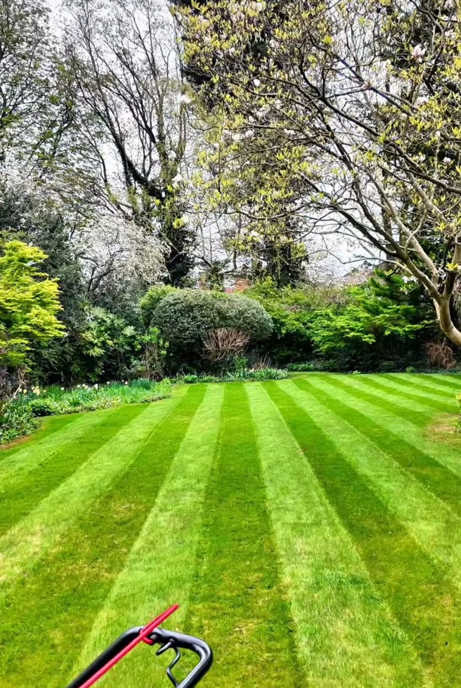 Perfekcyjnie skoszony trawnik z wyraźnymi pasami, otoczony zielenią drzew i krzewów. W tle kwitnące drzewa. Fragment kosiarki w dolnej części kadru.