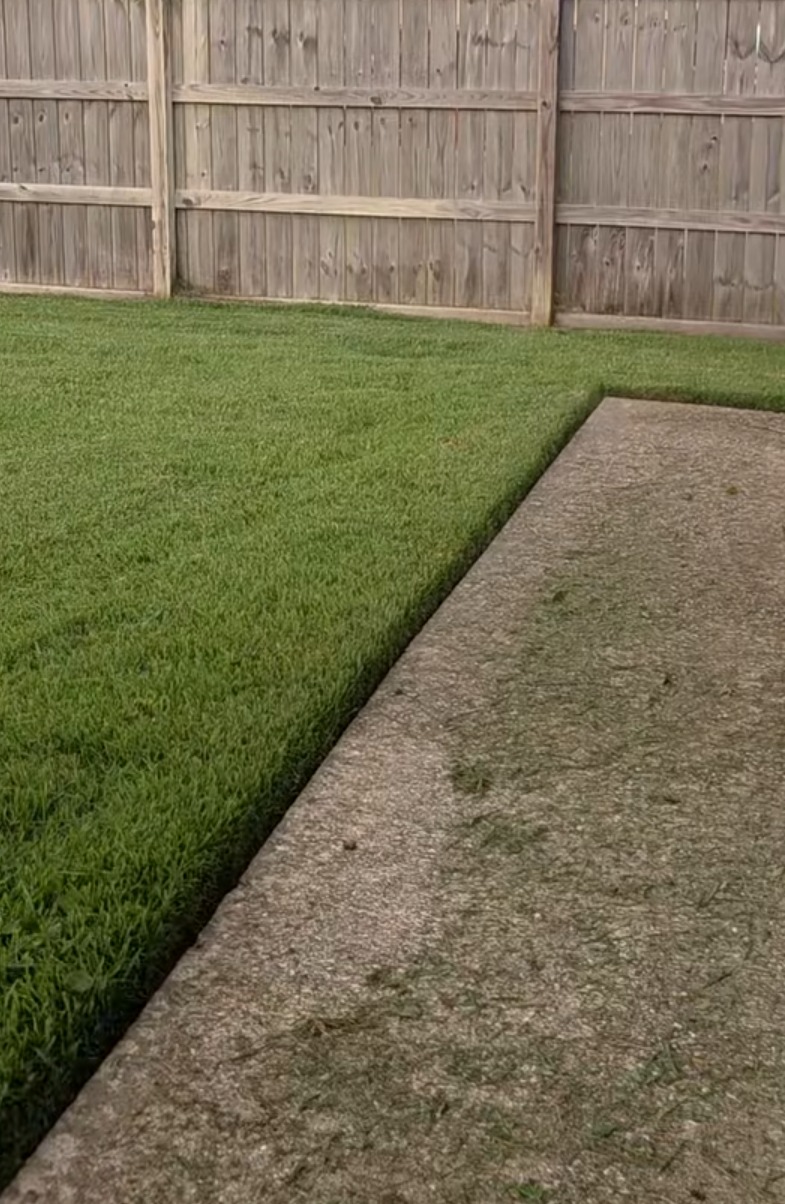 Krótko przystrzyżony trawnik graniczący z betonową ścieżką, z widocznymi resztkami trawy po koszeniu. W tle drewniany płot.