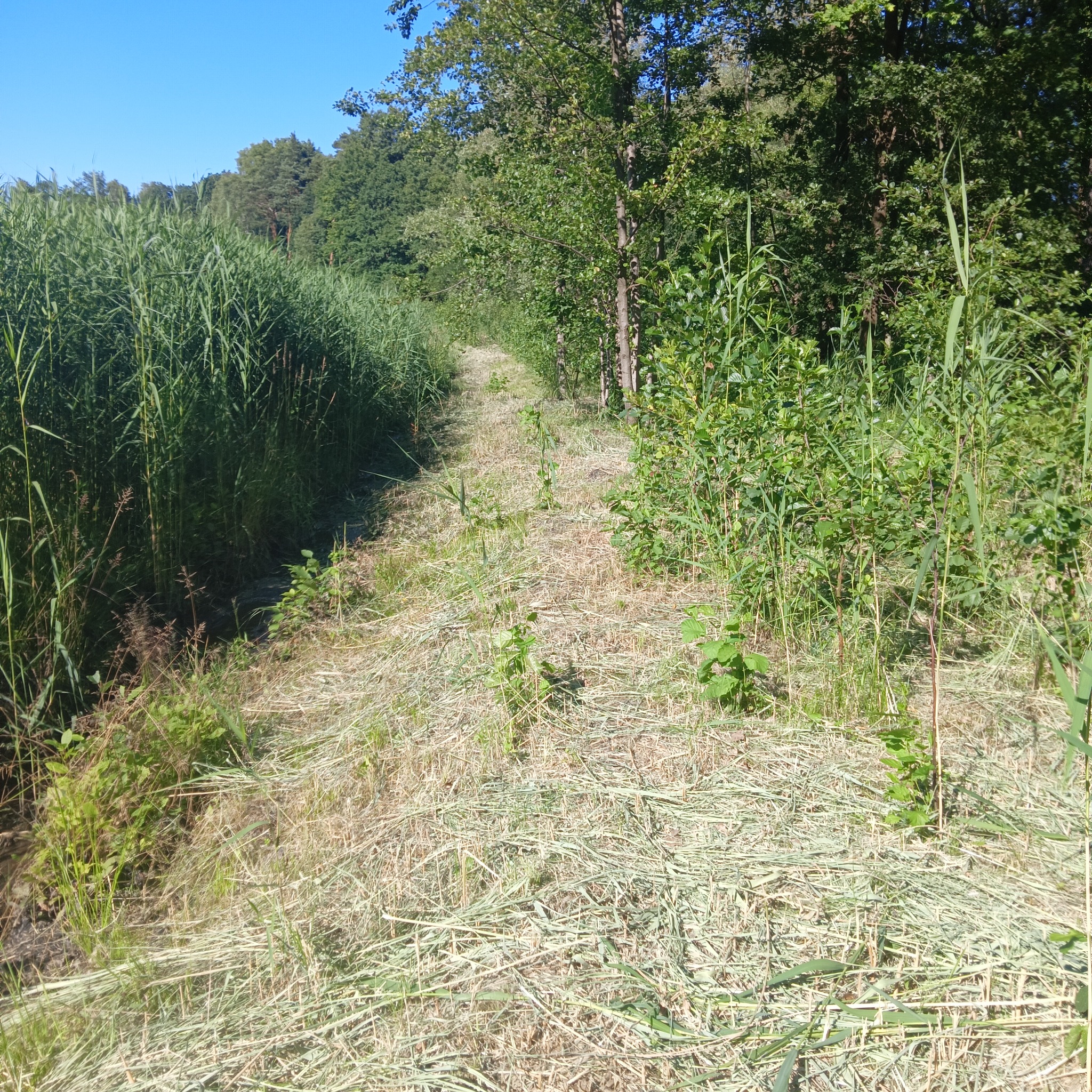 Świeżo skoszony pas trawy wśród wysokich trzcin i drzew w słoneczny dzień. Widoczny efekt koszenia, pozostawiona skoszona trawa. Praca ogrodnicza w naturalnym otoczeniu.