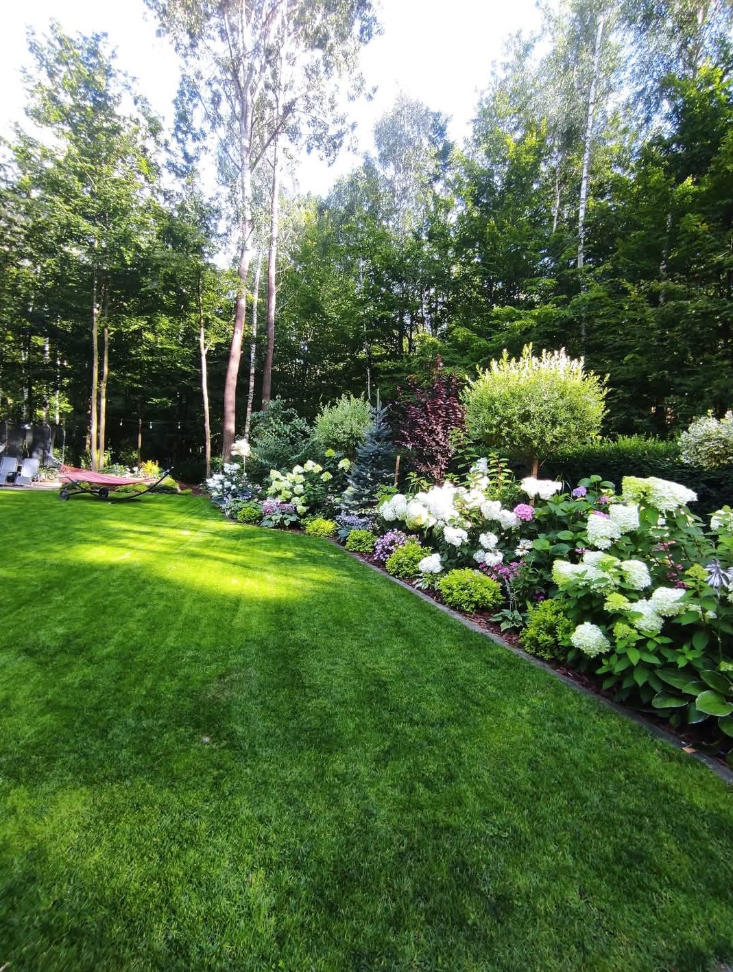 Perfekcyjnie utrzymany trawnik graniczący z rabatą pełną kwitnących hortensji i ozdobnych krzewów, na tle wysokich drzew. Widok na zadbany ogród.
