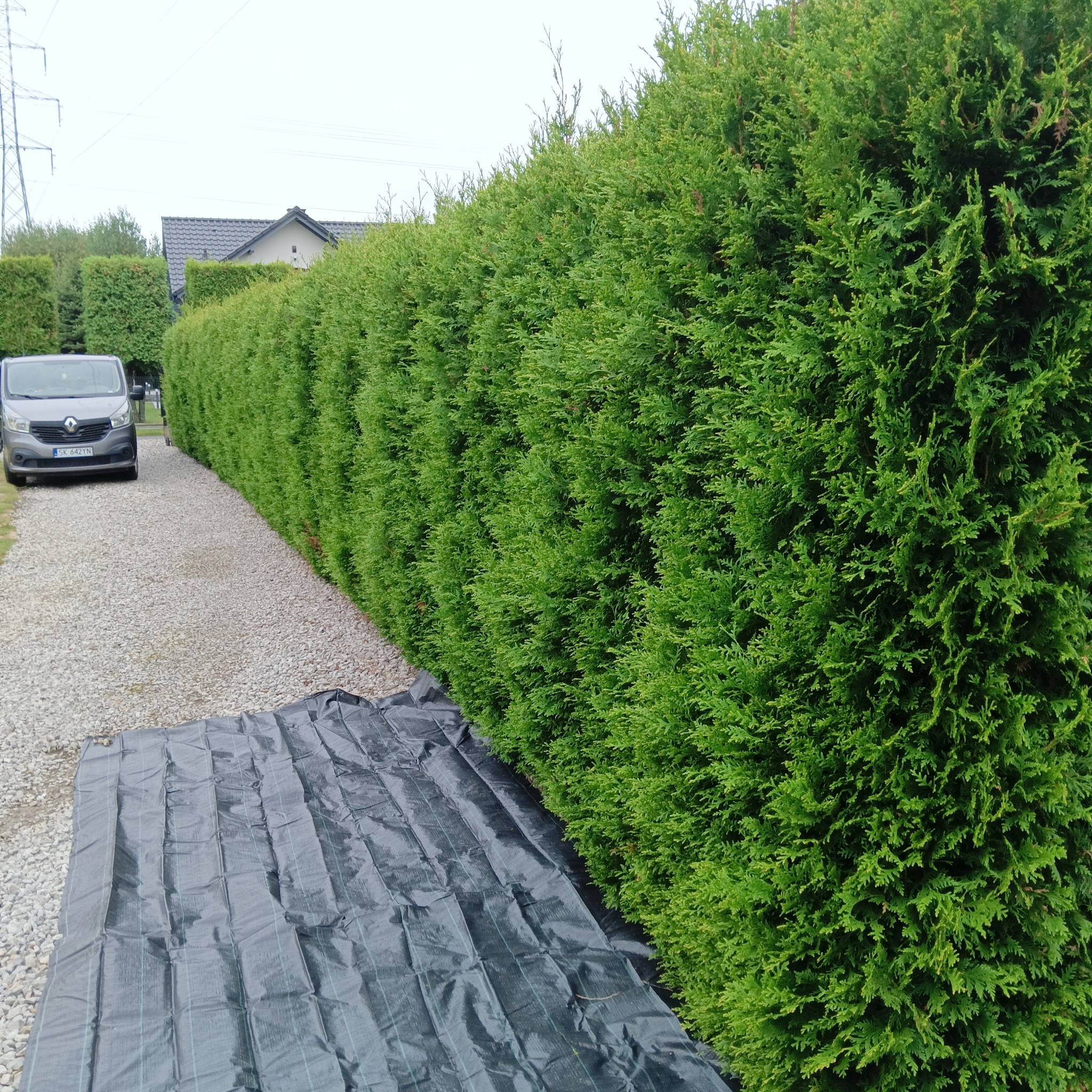Równy szpaler tuj szmaragd, widok z poziomu gruntu. Rozłożona czarna plandeka, szary bus w tle, żwirowa ścieżka. Regularne przycięcie krzewów.