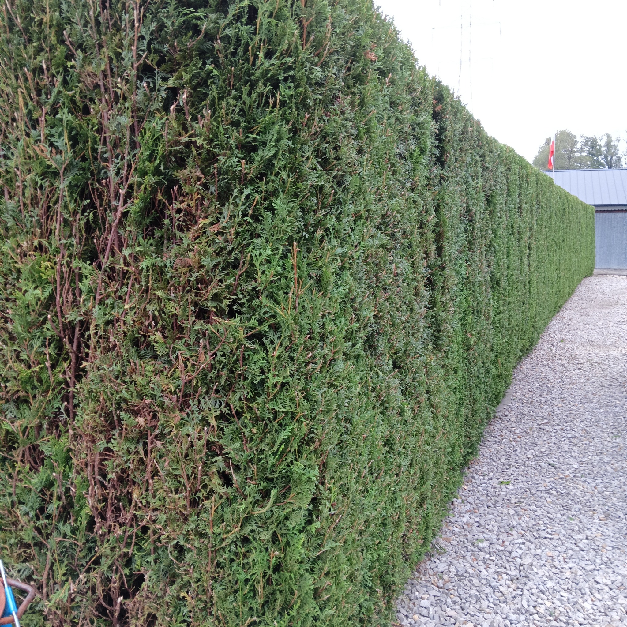 Długi, równo przycięty żywopłot z zielonych krzewów iglastych, oddzielający posesję od żwirowej ścieżki. W tle widoczny budynek gospodarczy i maszt z flagą.