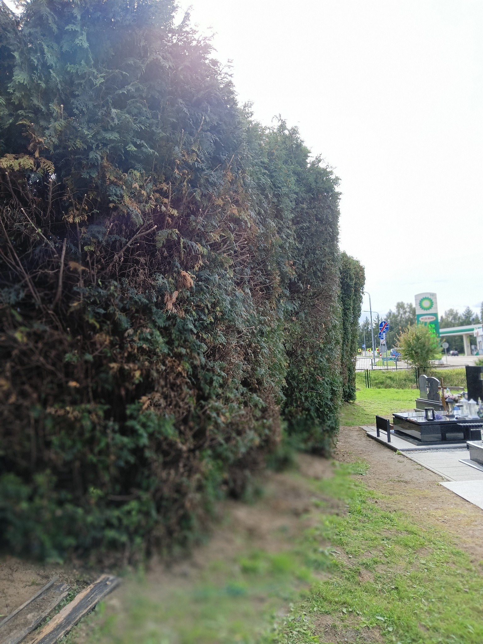 Równy szpaler tuj, tworzący żywopłot, widziany z perspektywy cmentarza, z stacją benzynową w tle. Widoczne ślady przycinania.