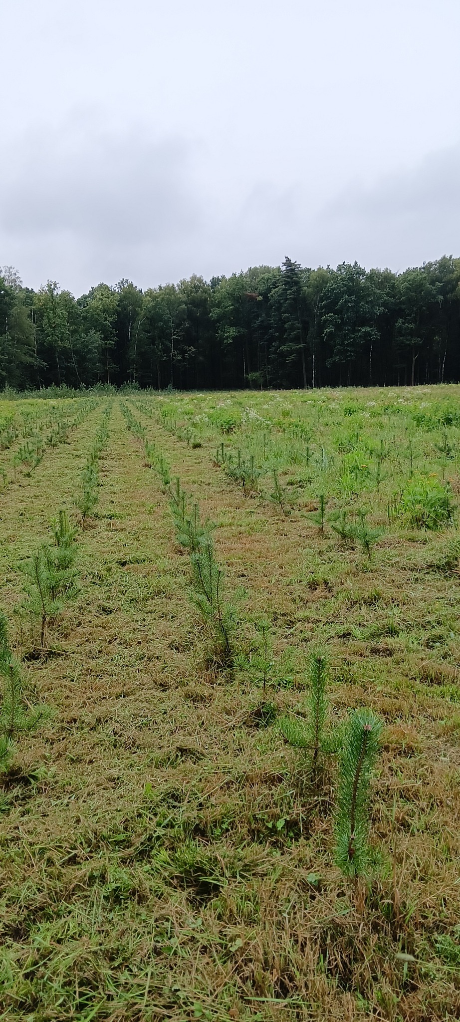 Równomiernie posadzone młode drzewka iglaste na polu, w tle widoczny las liściasty pod pochmurnym niebem. Widok z perspektywy ziemi.