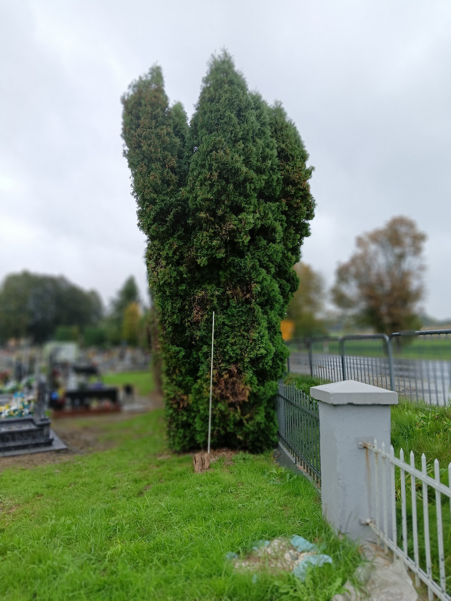 Przycięty żywopłot z tuj na cmentarzu w Brzeszczach, widoczny zza metalowego ogrodzenia. Tło stanowią nagrobki i drzewa, niebo pochmurne.