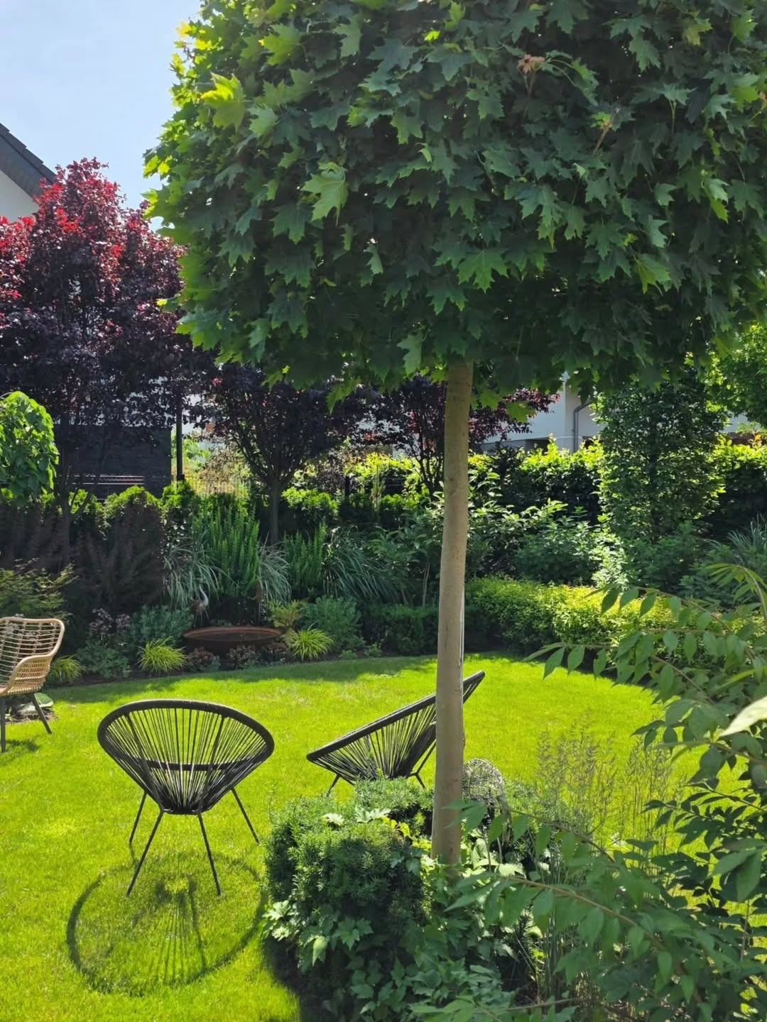 Zadbany ogród z równo przystrzyżonym trawnikiem, drzewem o kulistej koronie i nowoczesnymi krzesłami. W tle widoczne różnorodne rośliny i fragment domu.