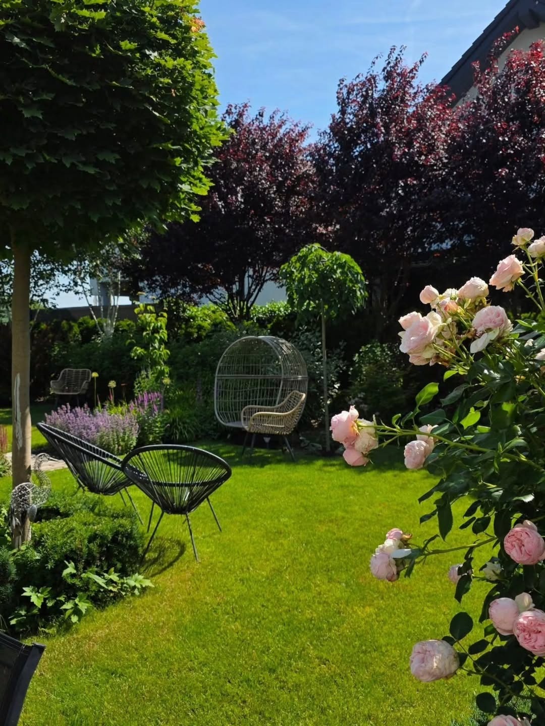 Zadbany ogród z zielonym trawnikiem, nowoczesnymi krzesłami i kwitnącymi różami. W tle drzewa o purpurowych liściach i ażurowe siedzisko.