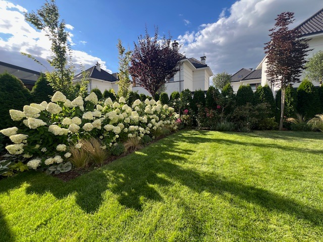 Kwitnące hortensje 'Limelight' wzdłuż trawnika, z tujami i drzewami w tle, tworzące uporządkowany ogród przy domu w słoneczny dzień.