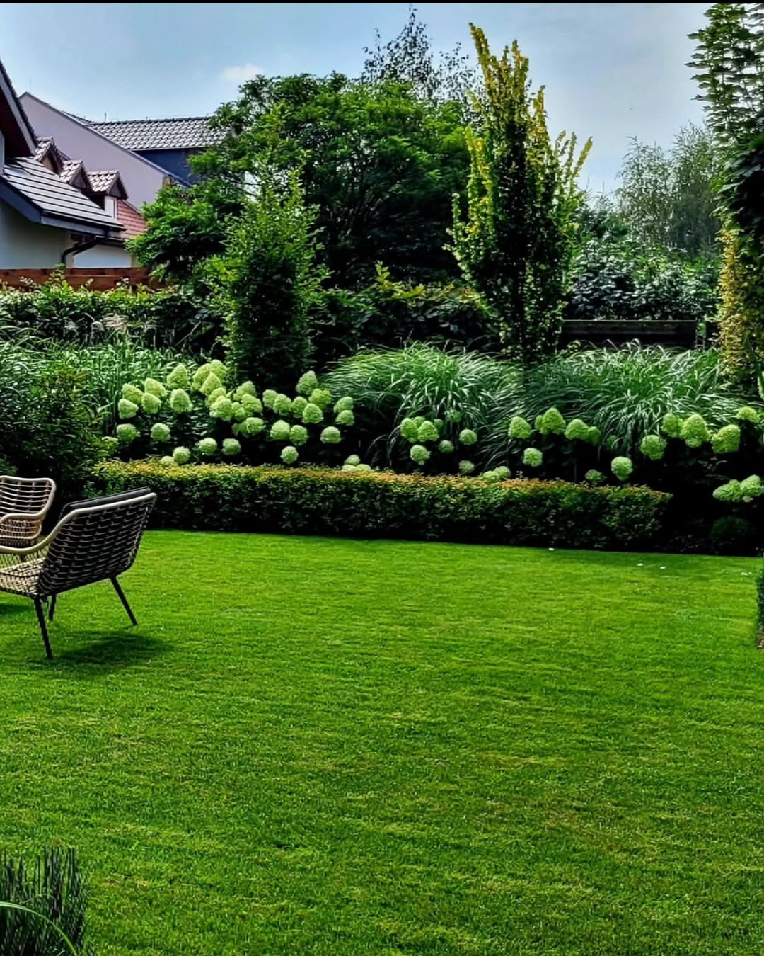 Zadbany trawnik z rattanowymi krzesłami, obrzeżony kwitnącymi hortensjami i różnorodną zielenią, tworzący harmonijną przestrzeń ogrodu.