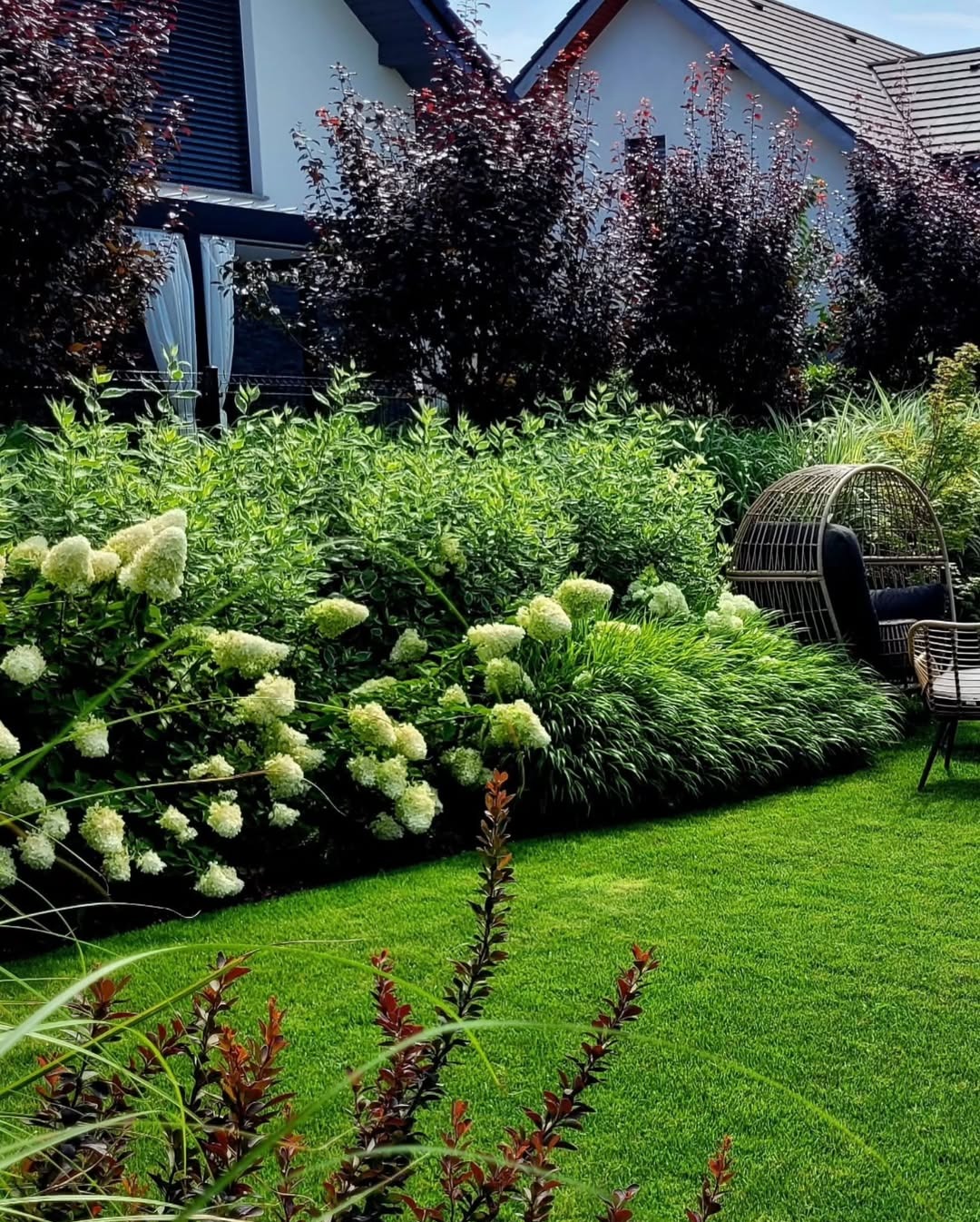 Zadbany ogród z kwitnącymi hortensjami, ozdobnymi trawami i krzewami o purpurowych liściach. W tle widoczny dom z białymi ścianami i ciemnym dachem.