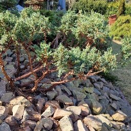 FHU Mateusz Adamiec - Pielęgnacja roślin