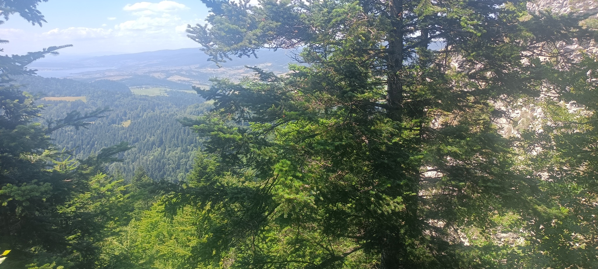 Panoramiczny widok zalesionych gór z bliska, z dominującymi zielonymi drzewami iglastymi i odległym jeziorem w tle, uchwycony w słoneczny dzień.
