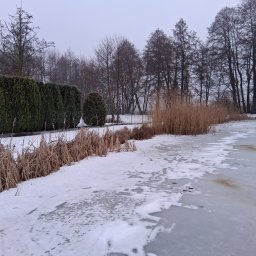 Wycinka drzew Wałcz 2