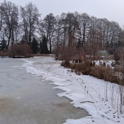 Wycinka drzew Wałcz 3