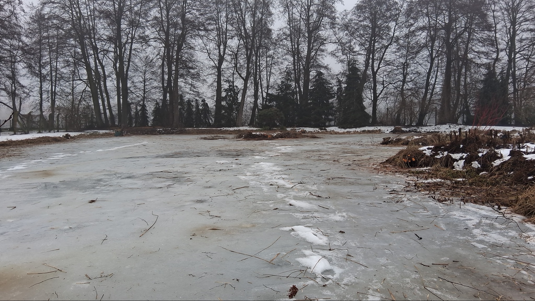 Zamarznięty staw po wycince drzew, z widocznymi śladami stóp na lodzie i ściętymi pniami drzew w tle. Zimowy krajobraz po pracach ogrodniczych.