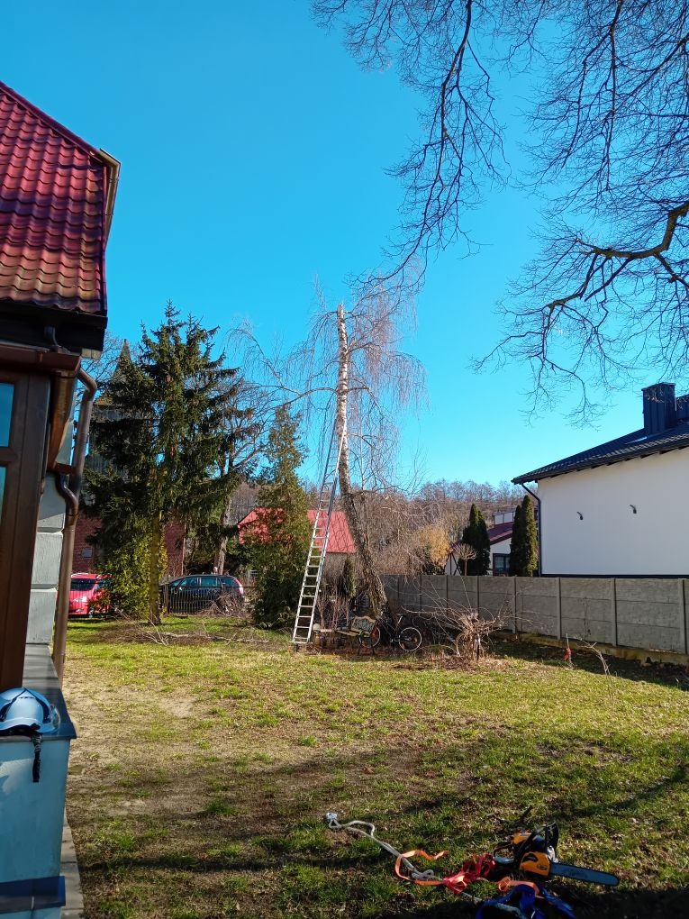 Po częściowej wycince, wysoka brzoza z drabiną opartą o pień, leżące gałęzie i piła łańcuchowa na trawniku, dom w tle, słoneczny dzień.
