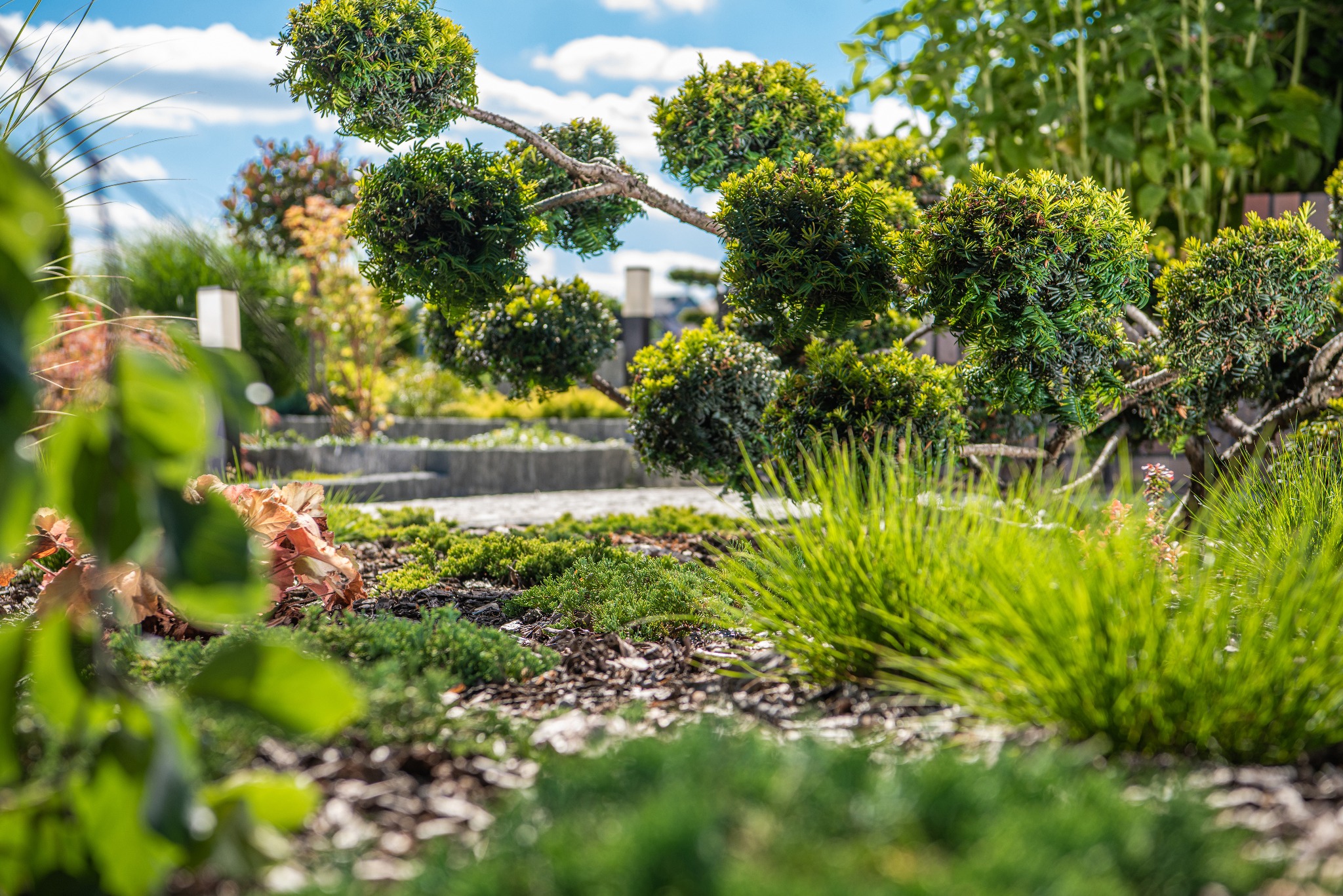 Ogród z formowanymi krzewami w kształcie kul, kora na ziemi, trawa i inne rośliny. W tle błękitne niebo z chmurami. Dekoracyjny ogród.