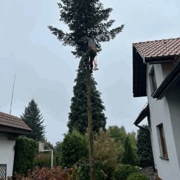 Wycinka drzew Świerklaniec 2