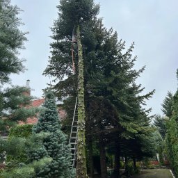 Wycinka drzew Świerklaniec 3