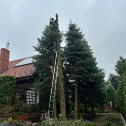 Wycinka drzew Świerklaniec 4