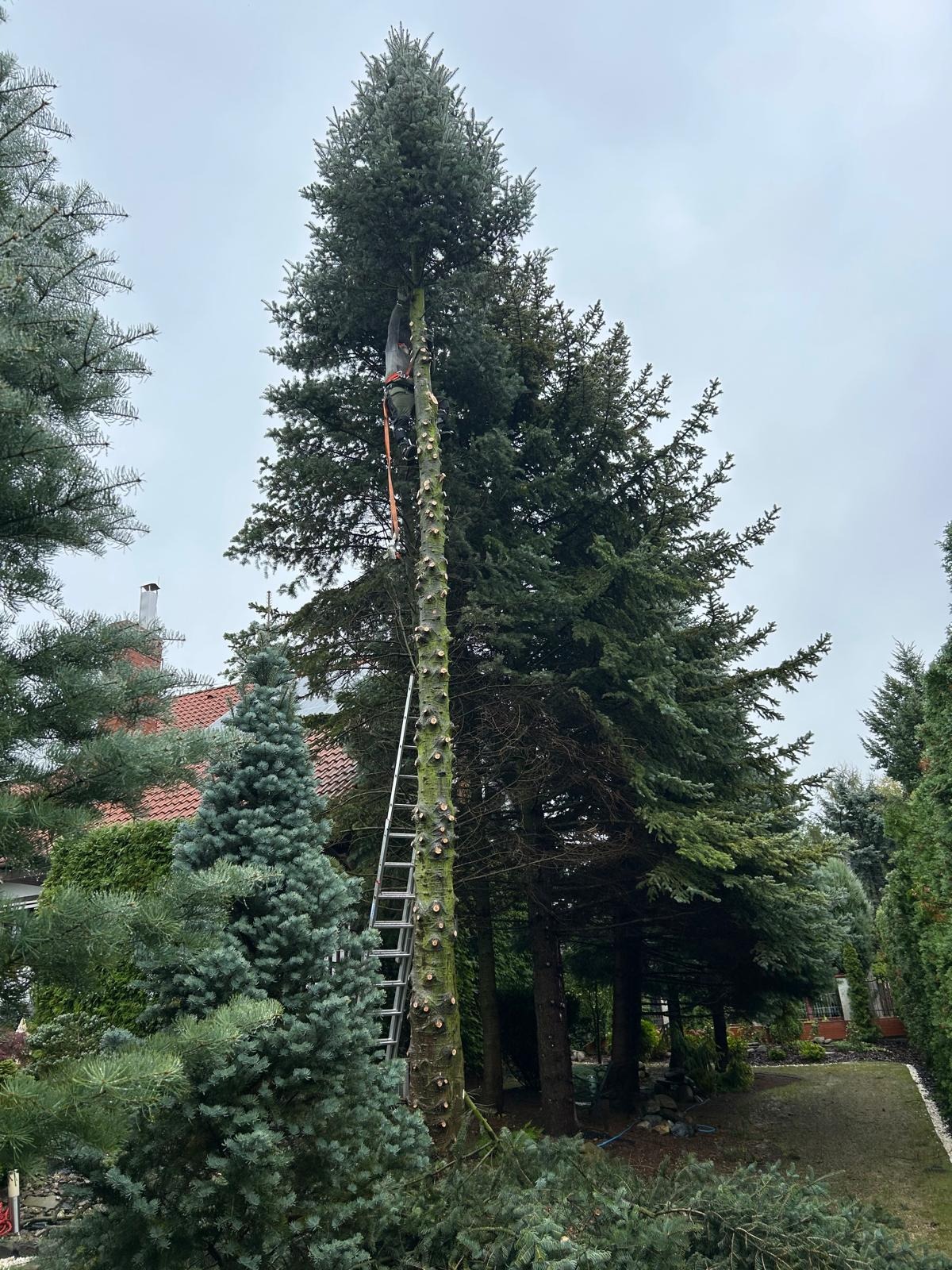 Wysoka choinka po częściowej wycince, z widocznym pniem i pracownikiem na drabinie. Wokół leżą gałęzie, a w tle dom z czerwonym dachem i inne drzewa.