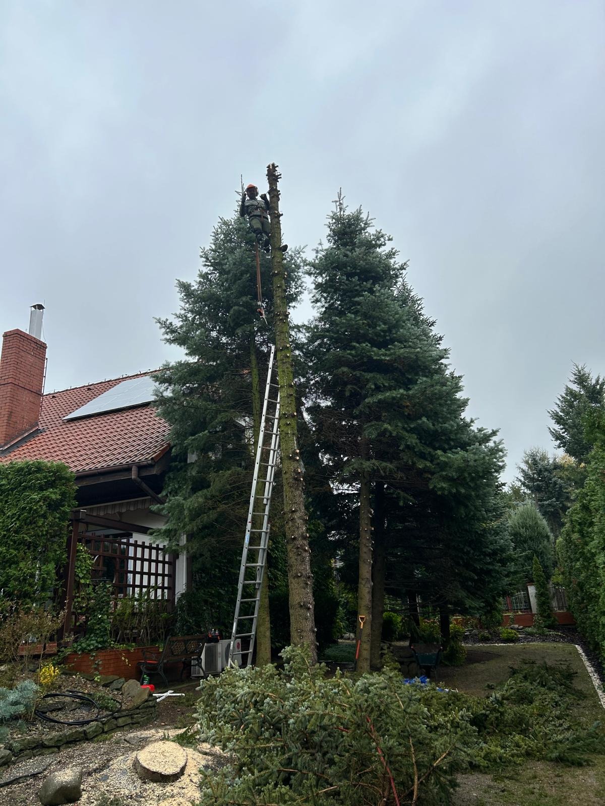 Arborysta na drabinie, w trakcie wycinki wysokiej choinki w ogrodzie. W tle dom z czerwoną dachówką i zielone krzewy. Ścięte gałęzie leżą na ziemi.
