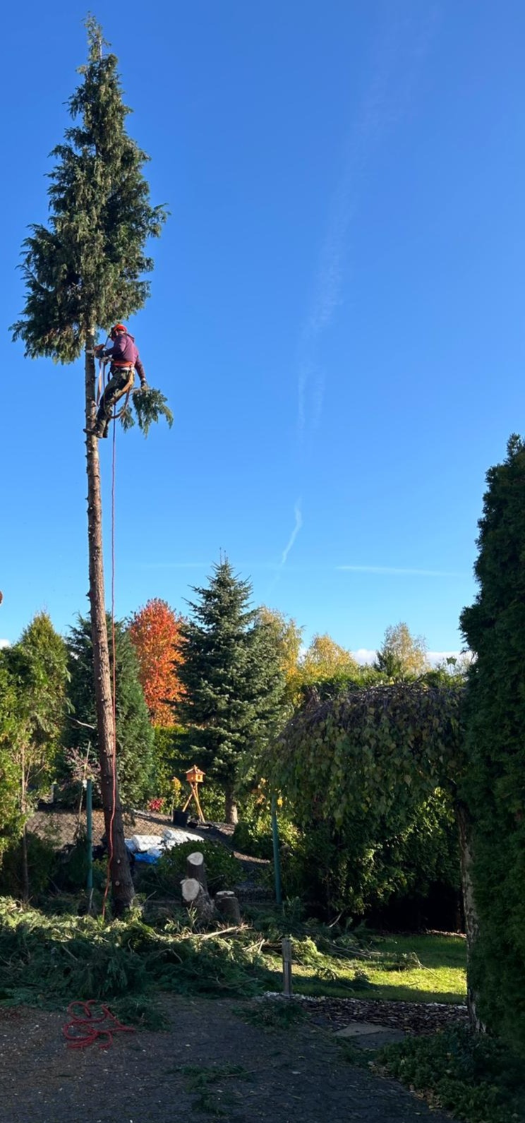 Arborysta w uprzęży, w trakcie wycinki wysokiej sosny. W tle zielony ogród i błękitne niebo. Na ziemi leżą ścięte gałęzie.