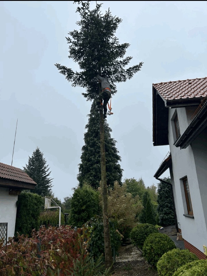 Arborysta w trakcie wycinki wysokiej choinki w ogrodzie, zabezpieczony uprzężą, z częściowo usuniętymi gałęziami, na tle zabudowań i pochmurnego nieba.