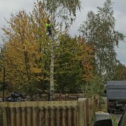 Wycinka drzew Starcza 1