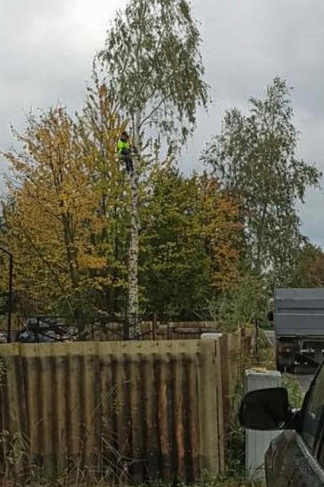 Pracownik w uprzęży na wysokiej brzozie podczas wycinki drzew w Starczy. Widoczny fragment ciężarówki i ogrodzenie z falistej blachy.