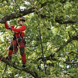 Przycinanie drzew Bielsko-Biała 2
