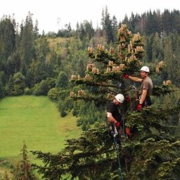 Przycinanie drzew Bielsko-Biała 3