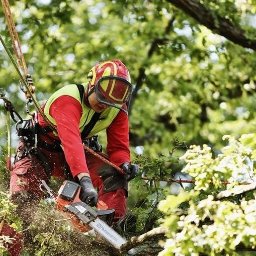 Przycinanie drzew Bielsko-Biała 4