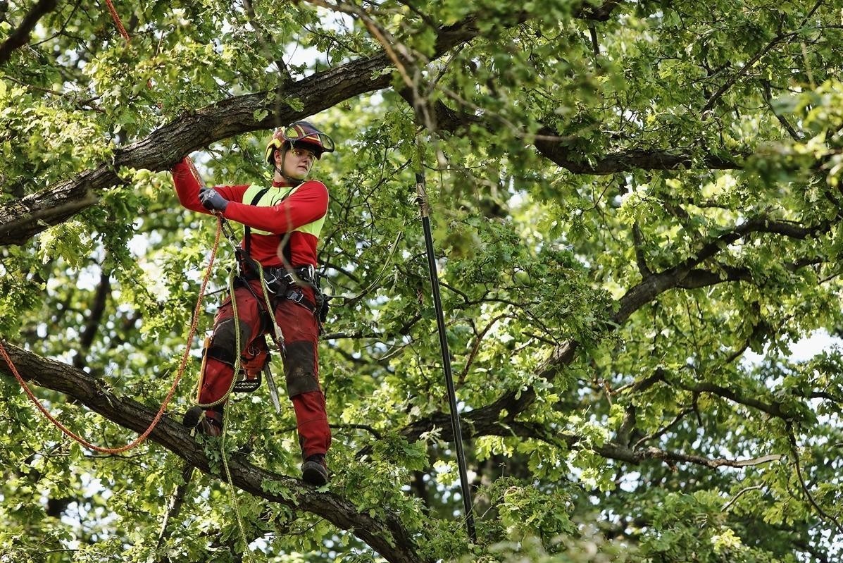 Arborysta w kasku i uprzęży, w trakcie pracy na drzewie w Bielsku-Białej. Czerwono-żółty strój roboczy, lina asekuracyjna i piła łańcuchowa przy pasie.