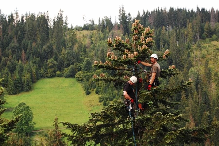 Dwóch arborystów w kaskach, zabezpieczonych linami, pracuje na szczycie obsypanej szyszkami jodły na tle zalesionego wzgórza i polany.