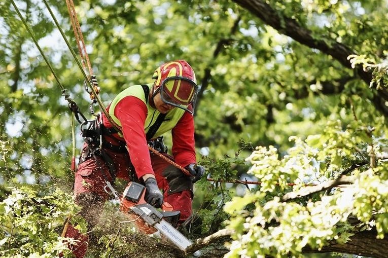 Arborysta w kasku i z pilarką, zawieszony na linach, przycina gałąź drzewa. Wióry lecą spod piły. Widok z dołu, na tle zielonych liści.