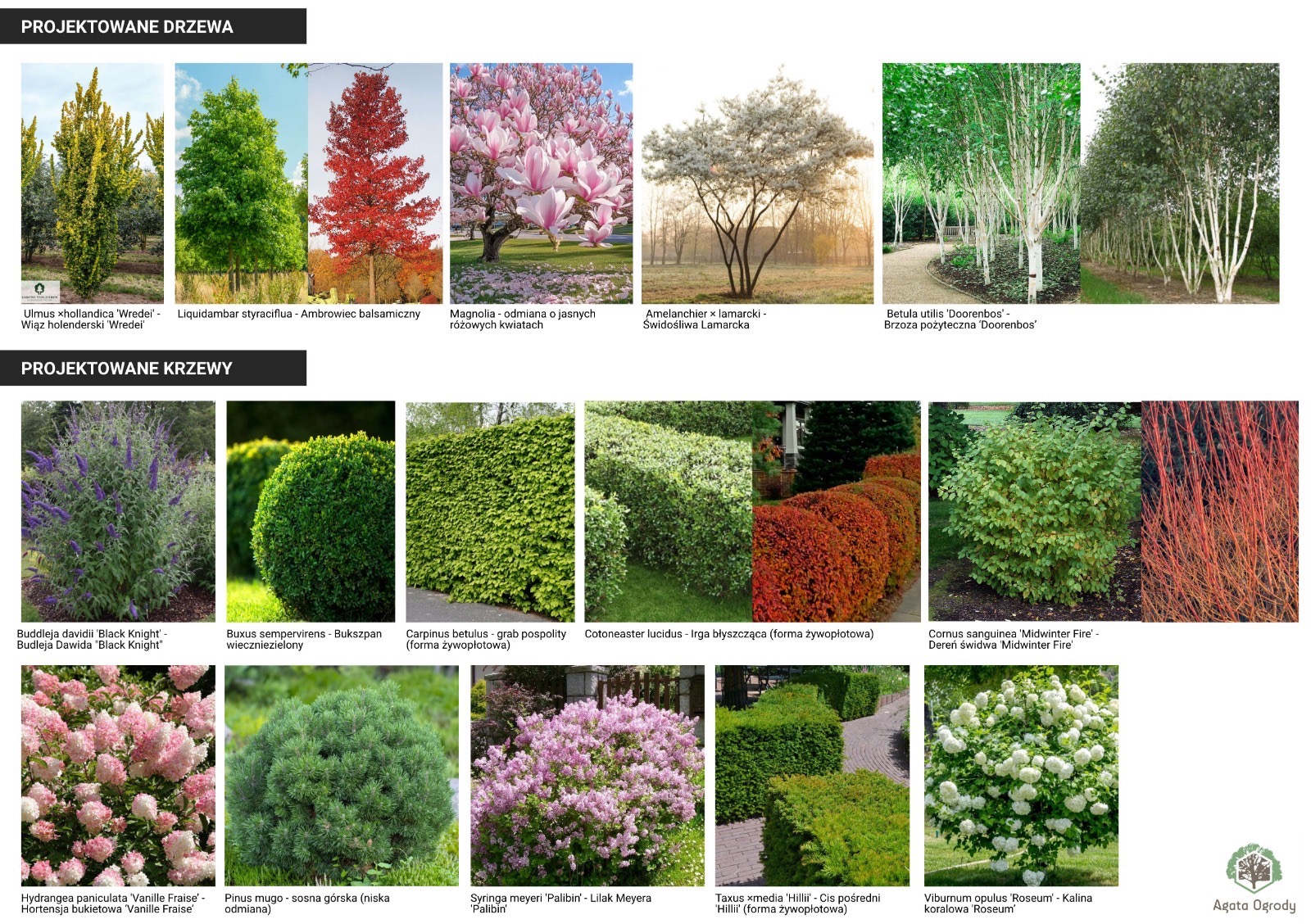 Kolaż projektowanych drzew i krzewów z nazwami gatunków: wiąz holenderski, ambrowiec balsamiczny, magnolia, brzoza, budleja, bukszpan, grab, irga, dereń, lilak, cis, kalina.