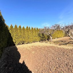 Wycinka drzew Kazimierza Wielka 1